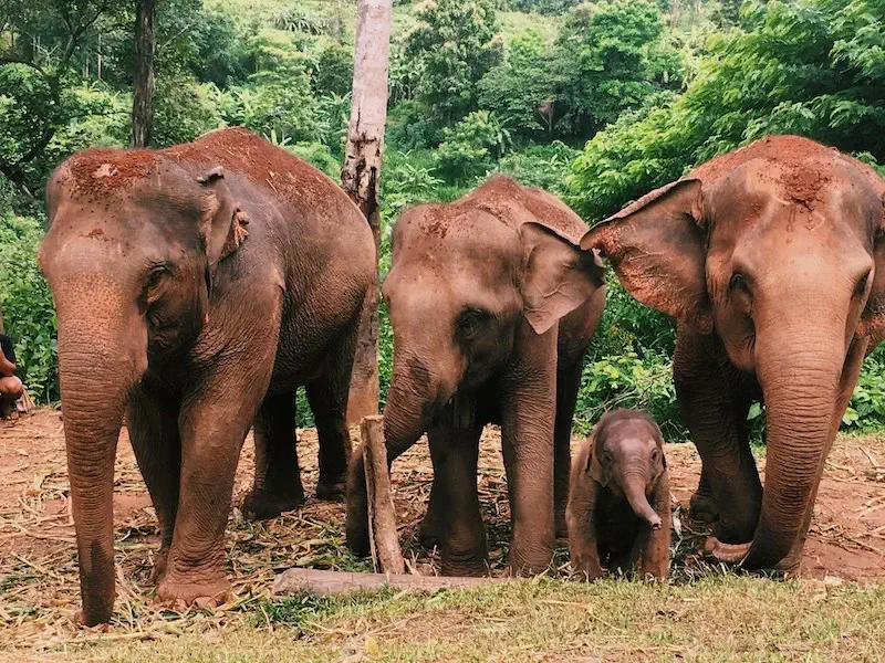 Group of elephants in Chiang Mai, Thailand