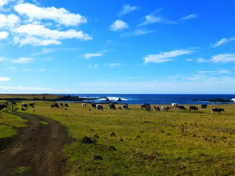 Cattle grazing on Easter Island