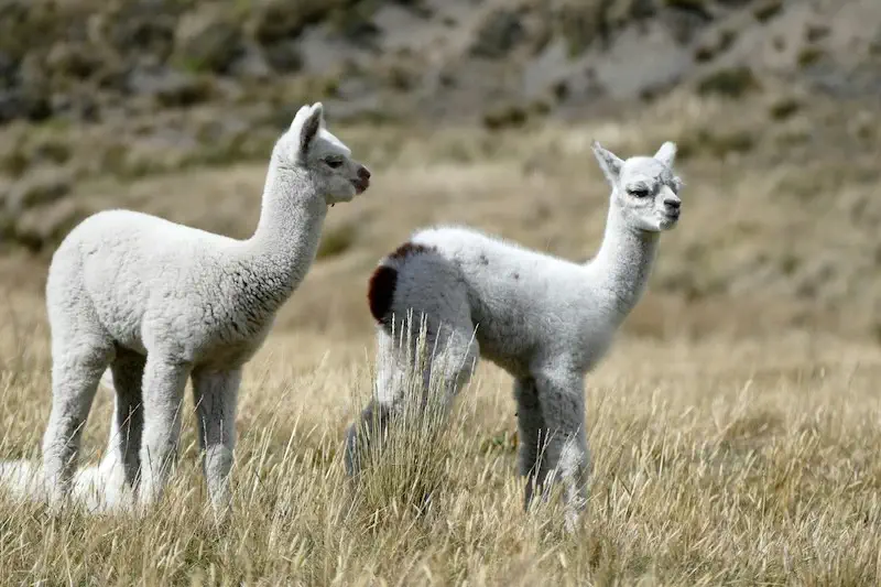 Two llamas in a field