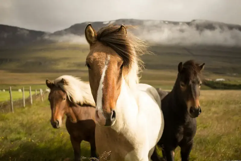 Wild Icelandic horses