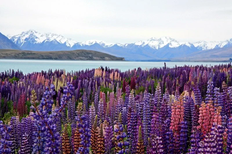 Wild lavender growing alongside Lake Tekapo