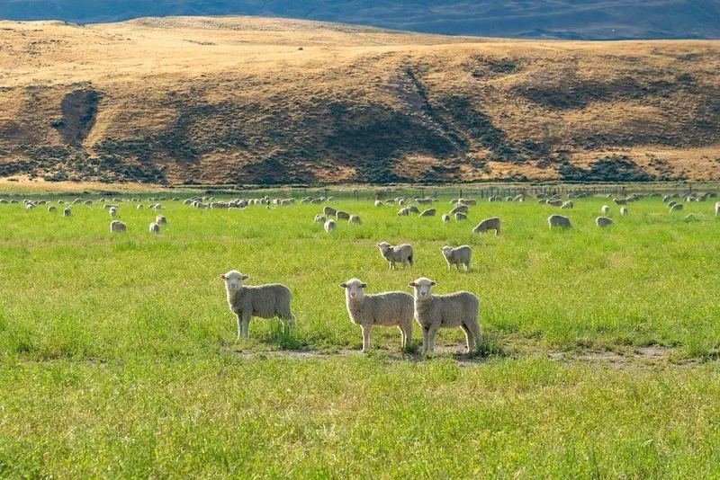 Lambs grazing in a field
